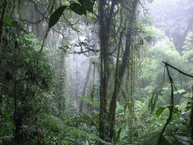 Bosque nuboso en Villa Blanca