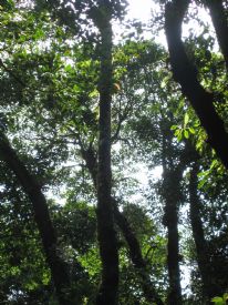 Reserva Biologica Bosque Nuboso Monteverde