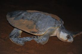 Tortuga Lora en el Parque Nacional Tortuguero