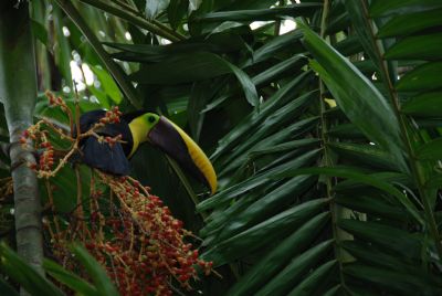 Aves En Peligro De Extincion En Costa Rica Go Visit Costa Rica