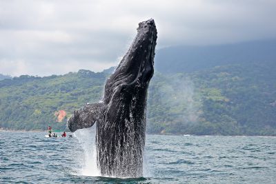 Ballenas en Costa Rica