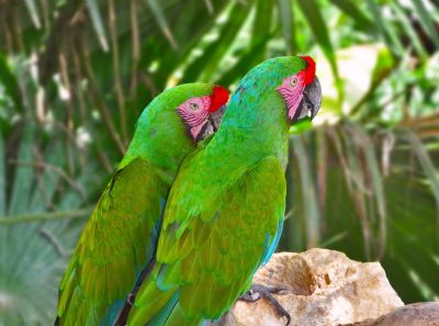 Los conservacionistas trabajan para proteger a la Gran Guacamaya Verde - Go Visit Costa Rica Los conservacionistas trabajan para proteger a la Gran Guacamaya Verde - Go Visit Costa Rica