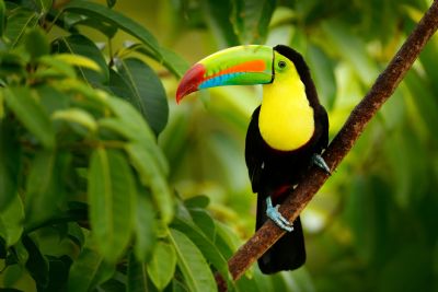 Aves De Costa Rica Galeria De Fotos Go Visit Costa Rica