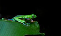 Estudios geneticos de la rana Azul contribuyen a la conservacion
