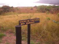 Vea una tortuga marina en el Refugio de Vida Silvestre Camaronal