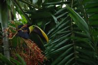 Aves en peligro de extinción en Costa Rica