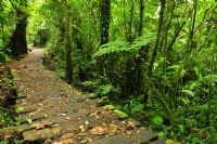 Explore Costa Rica caminando en la Reserva del Bosque Lluvioso en Monteverde