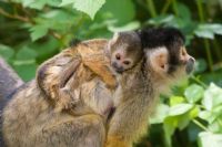 Monos y otros Mamiferos en Costa Rica - Galeria de Fotos