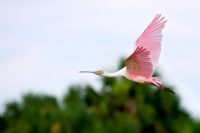 Reserva Biológica Isla de los Pájaros