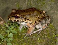 La rana ahumada de selva de Costa Rica