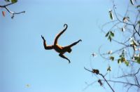 Flora y Fauna de Costa Rica