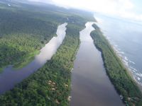 La Rana brillante del Bosque de Costa Rica