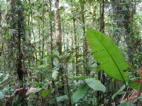 Investigacion en el Bosque Lluvioso