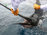 Pesca Deportiva de Clase Mundial en Costa Rica - Galeria de Fotos