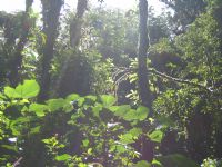 Bosques Lluviosos de Costa Rica