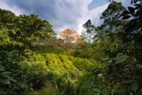 Visitando una plantación de Café en Costa Rica