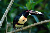 Observación de aves en Costa Rica