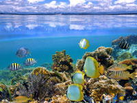 Ver el arrecife del Parque Nacional de Cahuita
