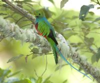 Parque Nacional Los Quetzales