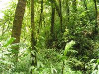 ¿Cómo ayuda el Gobierno Costarricense a promover la reforestación de los bosques? 