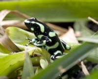 Maravillese con los colores brillantes de las ranas dardo venenosas de Costa Rica
