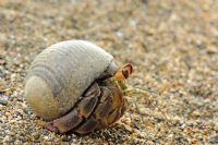 Insectos y Crustaceos en Costa Rica - Galeria de Fotos