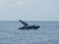 Ballena Jorobada en las afueras de Costa Ballena