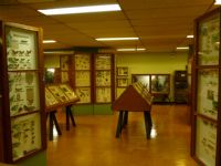 Visite el Museo de Insectos