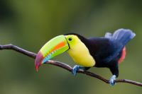 Aves de Costa Rica - Galeria de Fotos