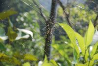 Hermosa araña en la Web