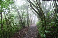 Bosques Nubosos de Costa Rica - Galeria de Fotos