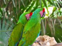 Los conservacionistas trabajan para proteger a la Gran Guacamaya Verde