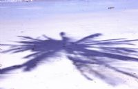 Sombra de palmera