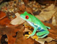 La famosa rana de ojos rojos de Costa Rica