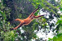 Vida Silvestre en Costa Rica