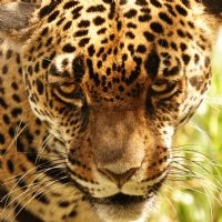 Programa de Conservación para el Jaguar  en Costa Rica