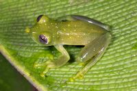 Averigue mas de las ranas cristal de Costa Rica