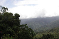 Sapo Dorado de Monteverde