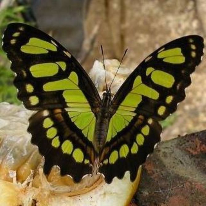 Lugar familiar en Mariposario Montezuma Gardens