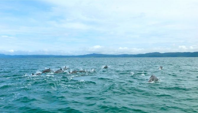 Tour de delfines disponible en Cabinas Jimenez