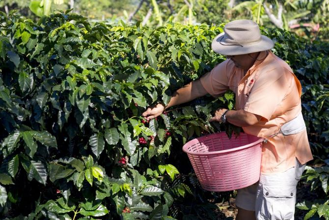 Recogiendo café en Doka Estates