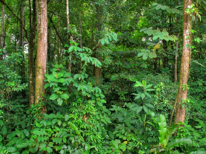 Bosque lluvioso adyacente al Hotel El Bambú