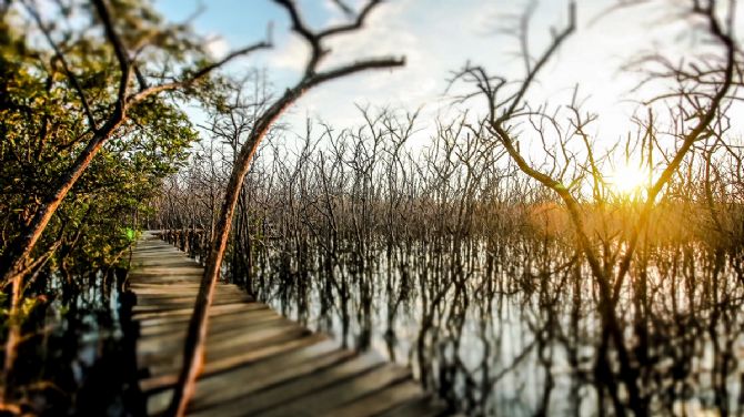 Puente de manglares hasta Playa Avellanas