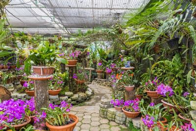 Jardín Botánico Lankester - Go Visit Costa Rica